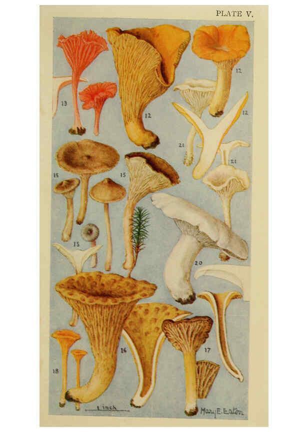 Reproducción/Reproduction 6263738182: Field book of common gilled mushrooms New York :G.P. Putnam's Sons,1928