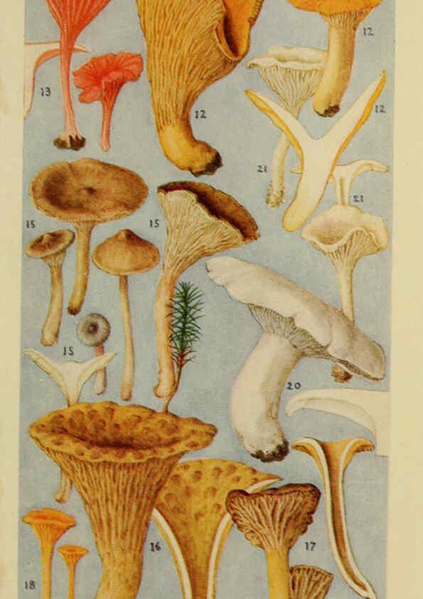 Reproducción/Reproduction 6263738182: Field book of common gilled mushrooms New York :G.P. Putnam's Sons,1928