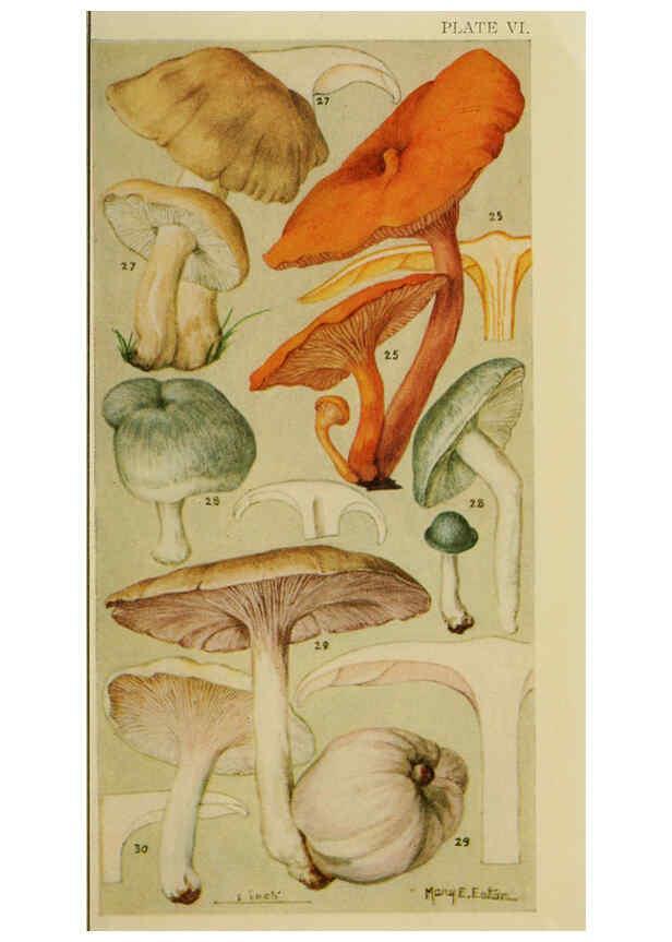 Reproducción/Reproduction 6263212201: Field book of common gilled mushrooms New York :G.P. Putnam's Sons,1928