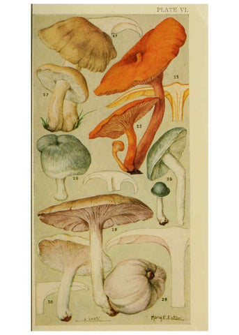 Reproducción/Reproduction 6263212201: Field book of common gilled mushrooms New York :G.P. Putnam's Sons,1928