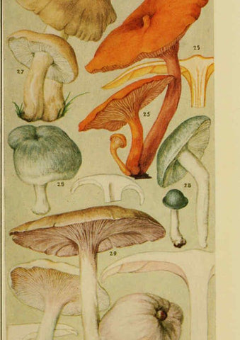 Reproducción/Reproduction 6263212201: Field book of common gilled mushrooms New York :G.P. Putnam's Sons,1928