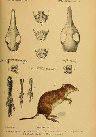 Reproducción/Reproduction 6260711794: Genera mammalium Madrid,1919