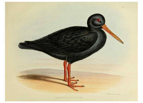 Reproducción/Reproduction 6257853635: The zoology of the voyage of the H.M.S. Erebus & Terror. v.1. London,E. W. Janson,1844-1875