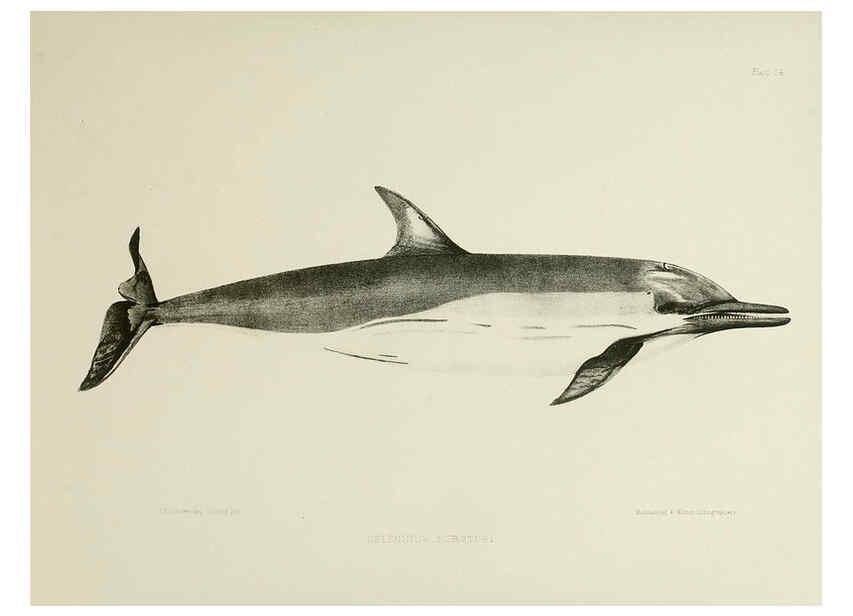 Reproducción/Reproduction 6257847245: The zoology of the voyage of the H.M.S. Erebus & Terror. v.1. London,E. W. Janson,1844-1875