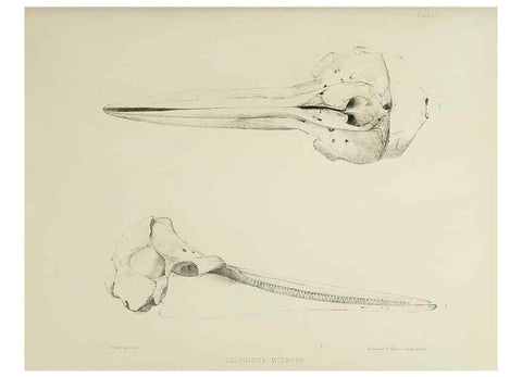 Reproducción/Reproduction 6257847545: The zoology of the voyage of the H.M.S. Erebus & Terror. v.1. London,E. W. Janson,1844-1875