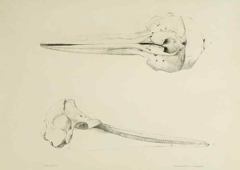 Reproducción/Reproduction 6257847545: The zoology of the voyage of the H.M.S. Erebus & Terror. v.1. London,E. W. Janson,1844-1875