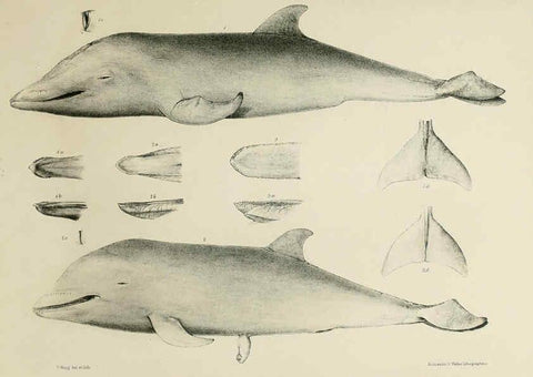 Reproducción/Reproduction 6257847739: The zoology of the voyage of the H.M.S. Erebus & Terror. v.1. London,E. W. Janson,1844-1875