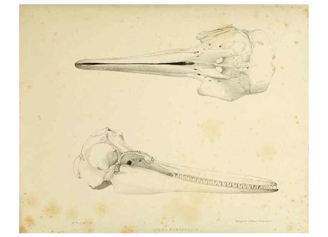 Reproducción/Reproduction 6258374042: The zoology of the voyage of the H.M.S. Erebus & Terror. v.1. London,E. W. Janson,1844-1875