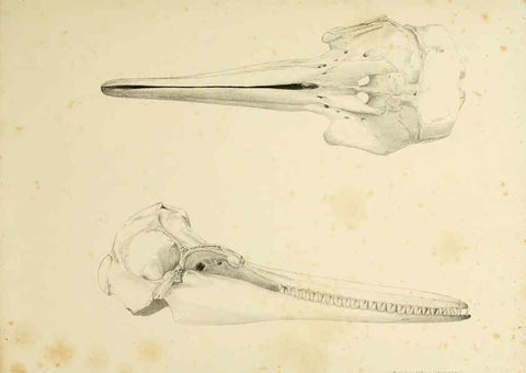 Reproducción/Reproduction 6258374042: The zoology of the voyage of the H.M.S. Erebus & Terror. v.1. London,E. W. Janson,1844-1875