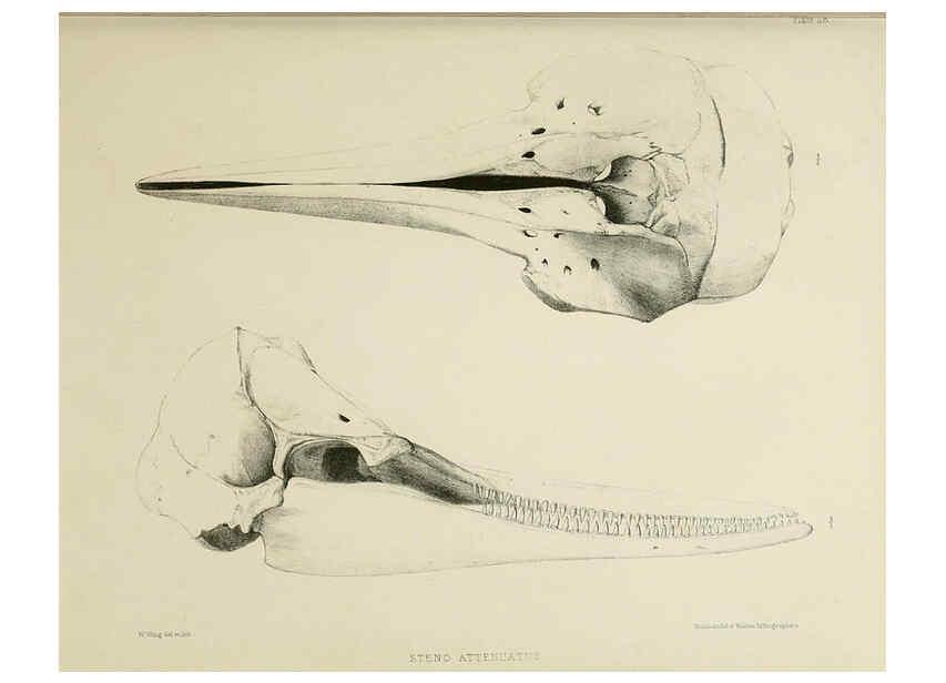 Reproducción/Reproduction 6258374248: The zoology of the voyage of the H.M.S. Erebus & Terror. v.1. London,E. W. Janson,1844-1875