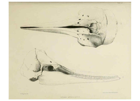 Reproducción/Reproduction 6258374248: The zoology of the voyage of the H.M.S. Erebus & Terror. v.1. London,E. W. Janson,1844-1875