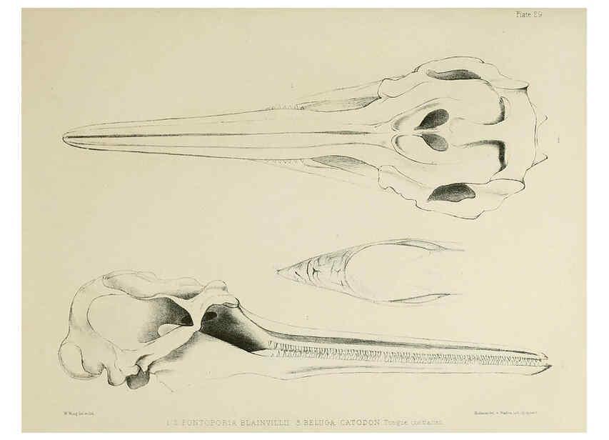 Reproducción/Reproduction 6258374420: The zoology of the voyage of the H.M.S. Erebus & Terror. v.1. London,E. W. Janson,1844-1875