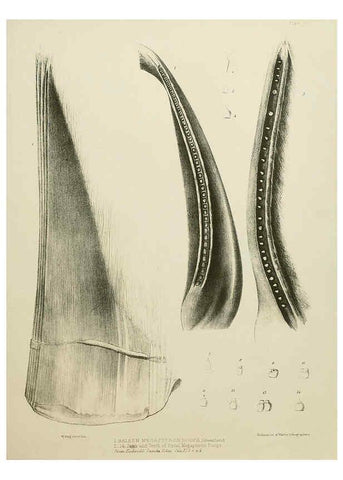 Reproducción/Reproduction 6257848801: The zoology of the voyage of the H.M.S. Erebus & Terror. v.1. London,E. W. Janson,1844-1875