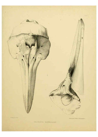 Reproducción/Reproduction 6258374888: The zoology of the voyage of the H.M.S. Erebus & Terror. v.1. London,E. W. Janson,1844-1875