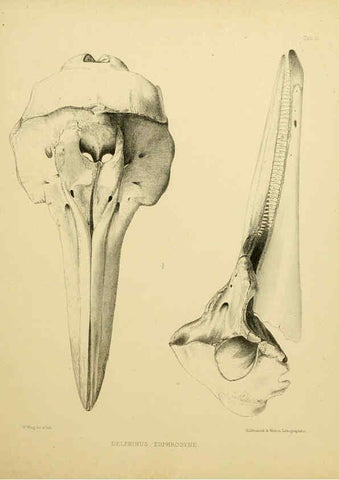 Reproducción/Reproduction 6258374888: The zoology of the voyage of the H.M.S. Erebus & Terror. v.1. London,E. W. Janson,1844-1875