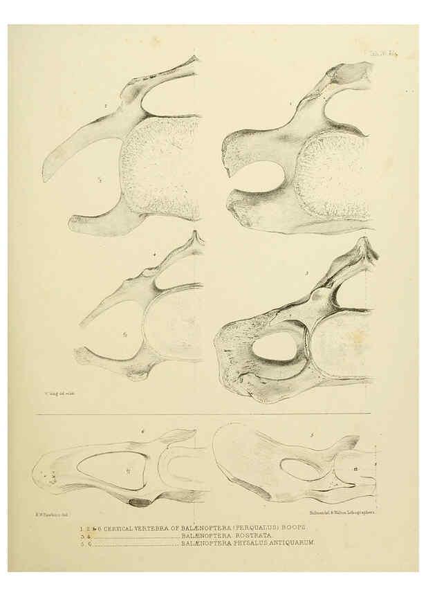 Reproducción/Reproduction 6257849701: The zoology of the voyage of the H.M.S. Erebus & Terror. v.1. London,E. W. Janson,1844-1875