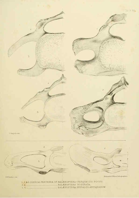 Reproducción/Reproduction 6257849701: The zoology of the voyage of the H.M.S. Erebus & Terror. v.1. London,E. W. Janson,1844-1875