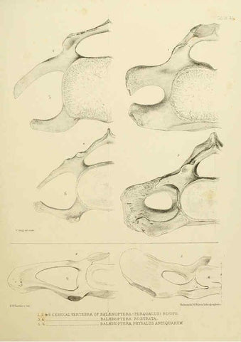 Reproducción/Reproduction 6257849701: The zoology of the voyage of the H.M.S. Erebus & Terror. v.1. London,E. W. Janson,1844-1875