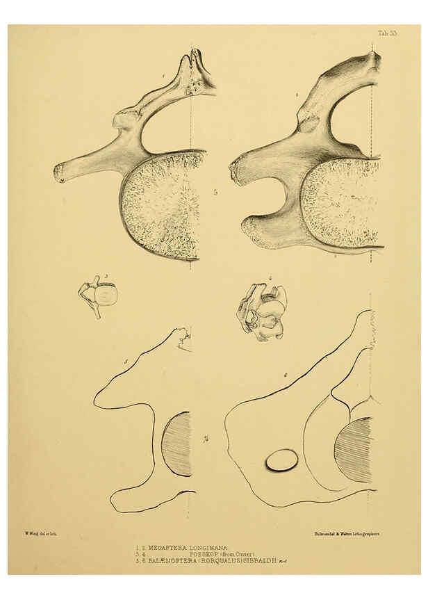 Reproducción/Reproduction 6257849865: The zoology of the voyage of the H.M.S. Erebus & Terror. v.1. London,E. W. Janson,1844-1875