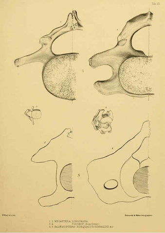 Reproducción/Reproduction 6257849865: The zoology of the voyage of the H.M.S. Erebus & Terror. v.1. London,E. W. Janson,1844-1875