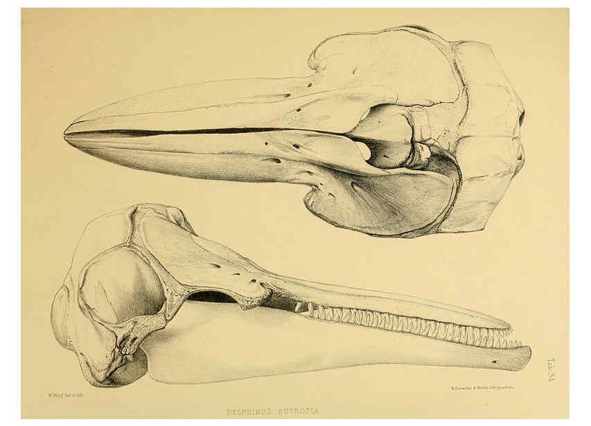 Reproducción/Reproduction 6257850519: The zoology of the voyage of the H.M.S. Erebus & Terror. v.1. London,E. W. Janson,1844-1875