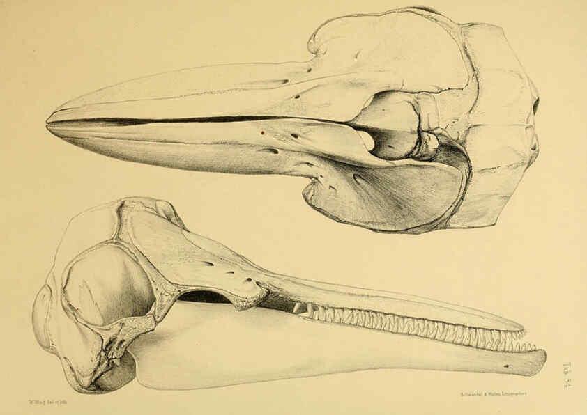 Reproducción/Reproduction 6257850519: The zoology of the voyage of the H.M.S. Erebus & Terror. v.1. London,E. W. Janson,1844-1875