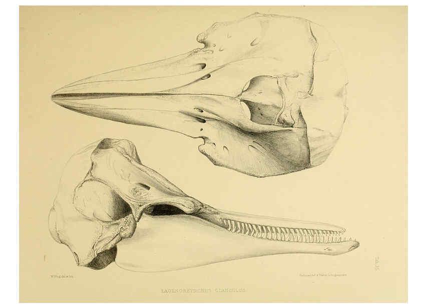 Reproducción/Reproduction 6257850705: The zoology of the voyage of the H.M.S. Erebus & Terror. v.1. London,E. W. Janson,1844-1875