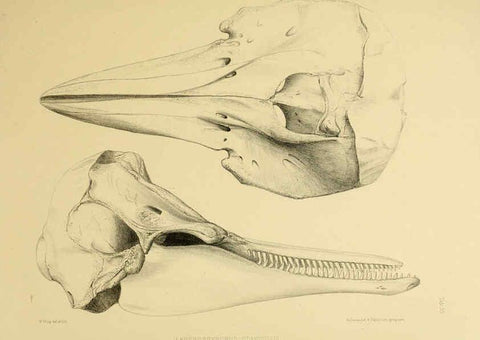 Reproducción/Reproduction 6257850705: The zoology of the voyage of the H.M.S. Erebus & Terror. v.1. London,E. W. Janson,1844-1875