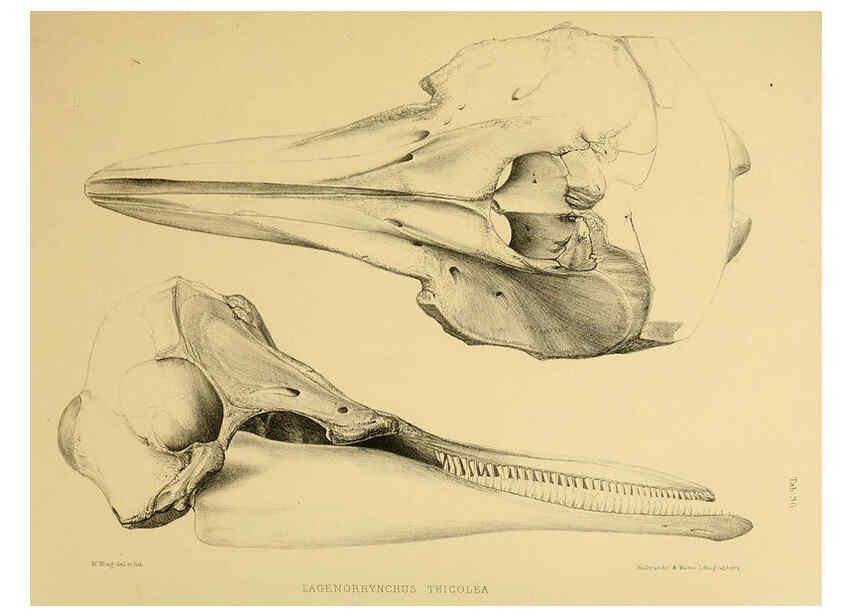 Reproducción/Reproduction 6257850907: The zoology of the voyage of the H.M.S. Erebus & Terror. v.1. London,E. W. Janson,1844-1875