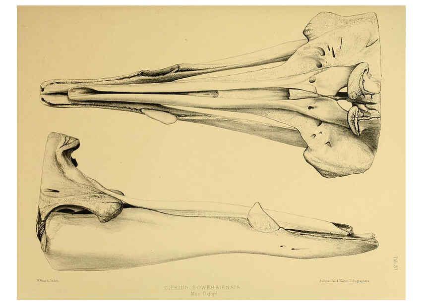 Reproducción/Reproduction 6257851089: The zoology of the voyage of the H.M.S. Erebus & Terror. v.1. London,E. W. Janson,1844-1875