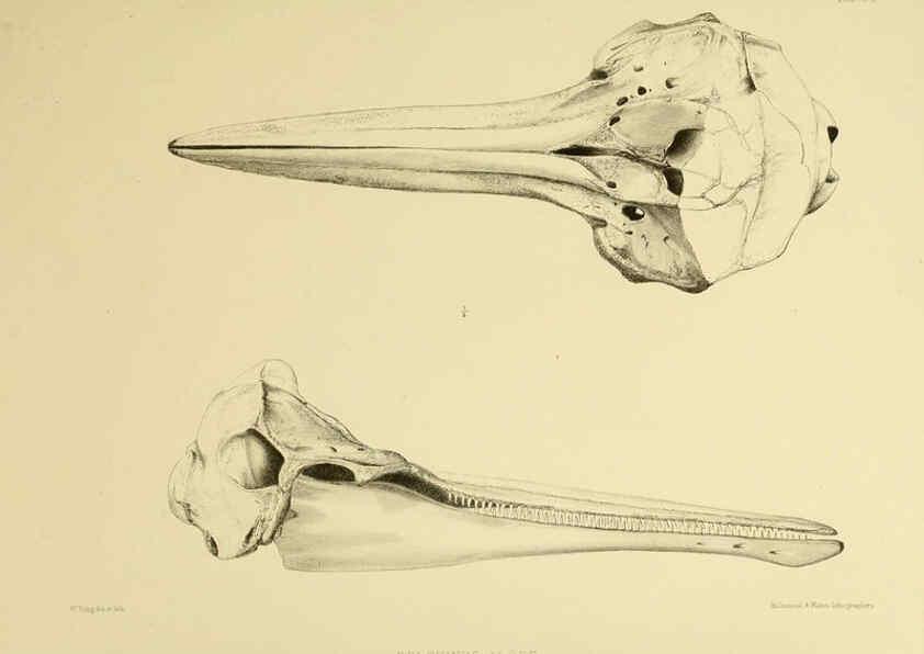 Reproducción/Reproduction 6258375418: The zoology of the voyage of the H.M.S. Erebus & Terror. v.1. London,E. W. Janson,1844-1875