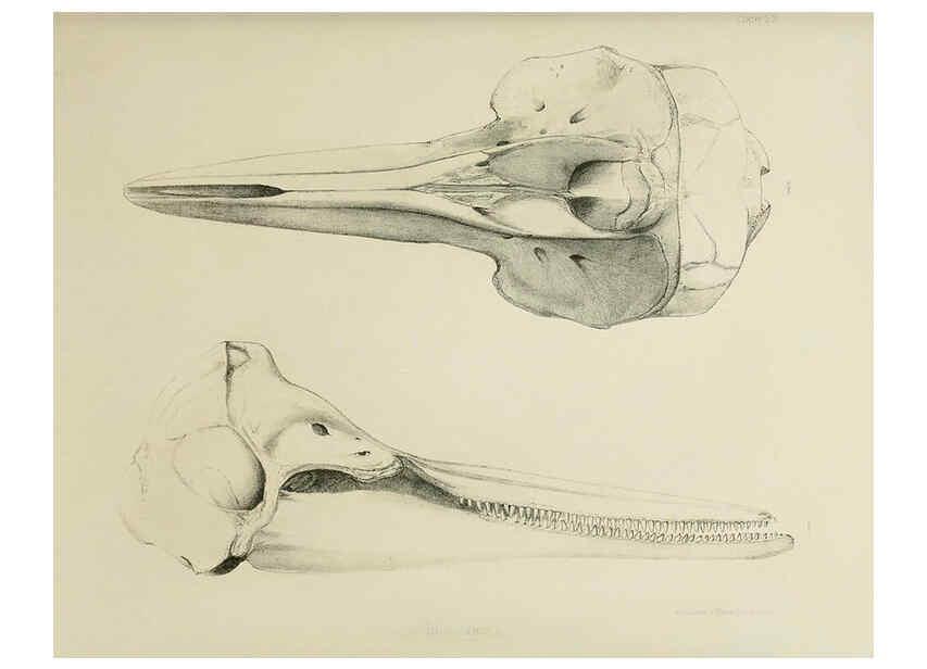 Reproducción/Reproduction 6257847015: The zoology of the voyage of the H.M.S. Erebus & Terror. v.1. London,E. W. Janson,1844-1875