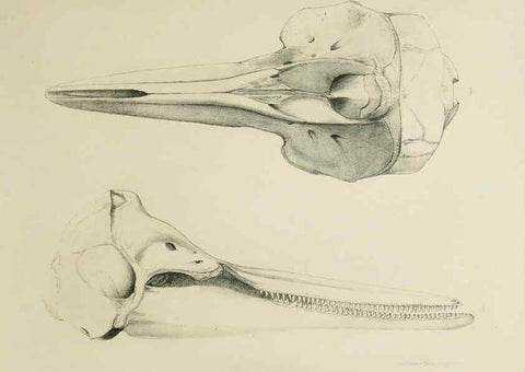 Reproducción/Reproduction 6257847015: The zoology of the voyage of the H.M.S. Erebus & Terror. v.1. London,E. W. Janson,1844-1875