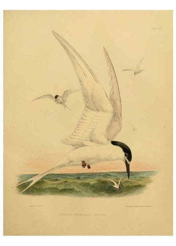 Reproducción/Reproduction 6257856283: The zoology of the voyage of the H.M.S. Erebus & Terror. v.1. London,E. W. Janson,1844-1875