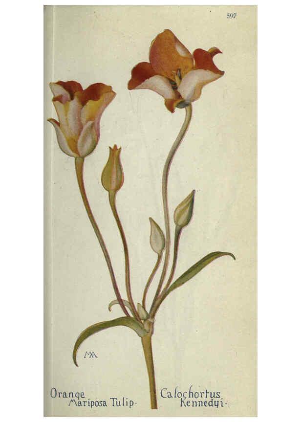 Reproducción/Reproduction 6260042565: Field book of western wild flowers London,C. [sic] P. Putnam's Sons,1915