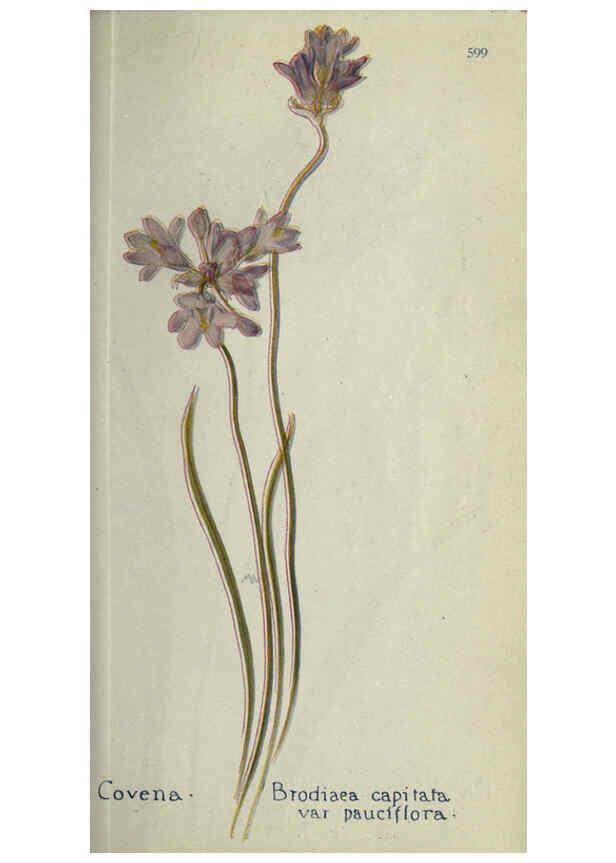 Reproducción/Reproduction 6260042989: Field book of western wild flowers London,C. [sic] P. Putnam's Sons,1915