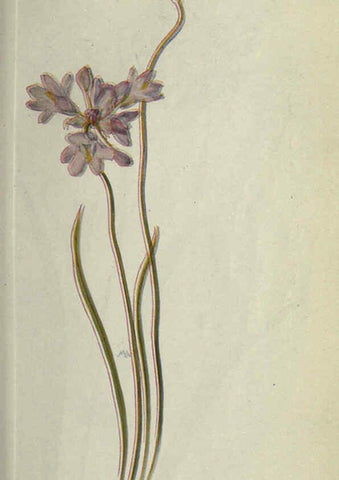 Reproducción/Reproduction 6260042989: Field book of western wild flowers London,C. [sic] P. Putnam's Sons,1915