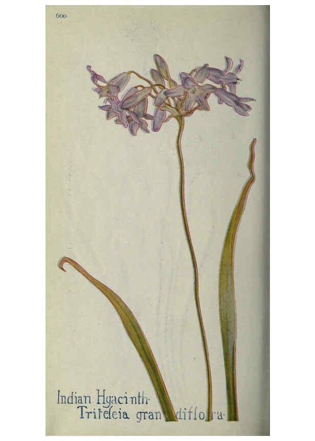 Reproducción/Reproduction 6260043193: Field book of western wild flowers London,C. [sic] P. Putnam's Sons,1915