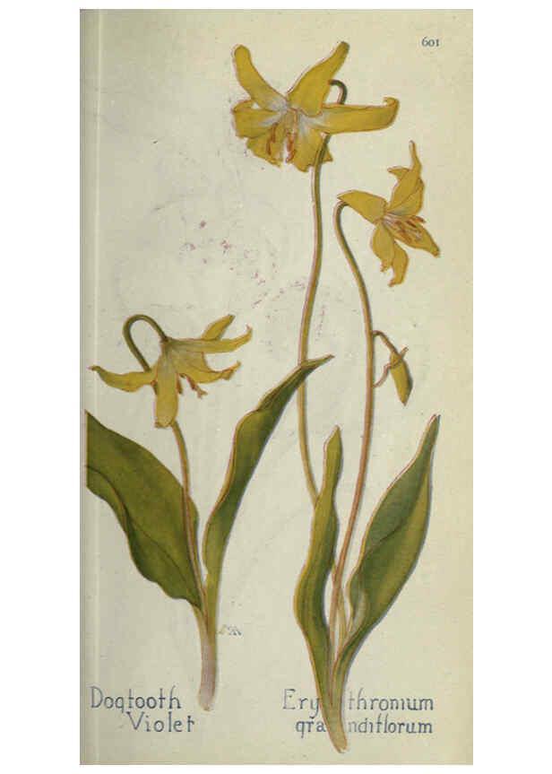 Reproducción/Reproduction 6260569210: Field book of western wild flowers London,C. [sic] P. Putnam's Sons,1915