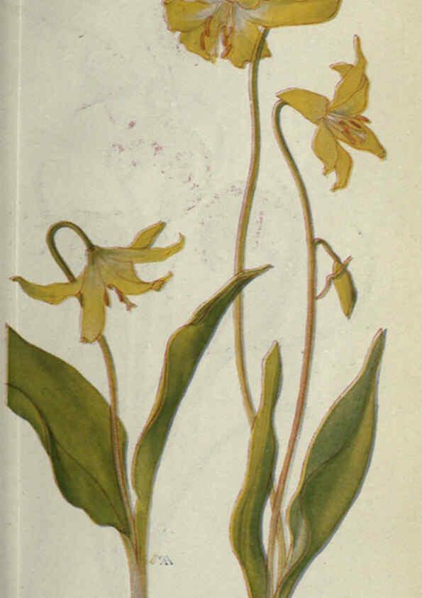 Reproducción/Reproduction 6260569210: Field book of western wild flowers London,C. [sic] P. Putnam's Sons,1915