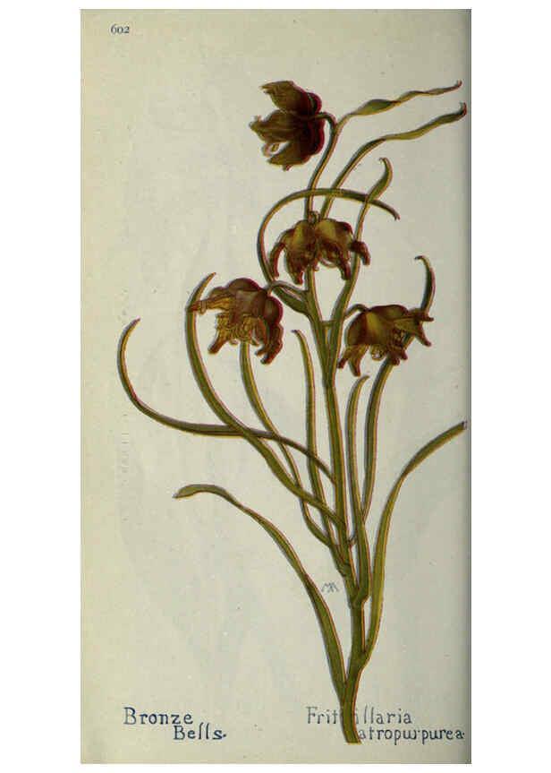 Reproducción/Reproduction 6260569448: Field book of western wild flowers London,C. [sic] P. Putnam's Sons,1915