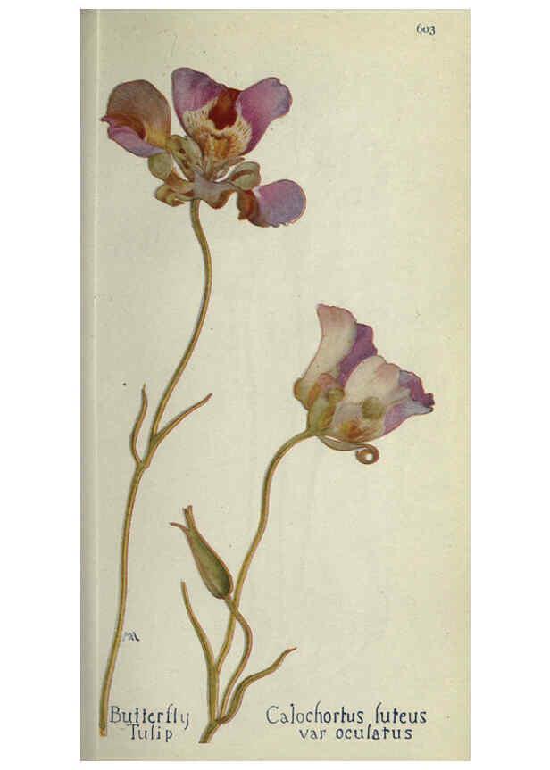 Reproducción/Reproduction 6260043833: Field book of western wild flowers London,C. [sic] P. Putnam's Sons,1915