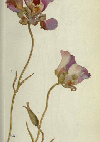 Reproducción/Reproduction 6260043833: Field book of western wild flowers London,C. [sic] P. Putnam's Sons,1915