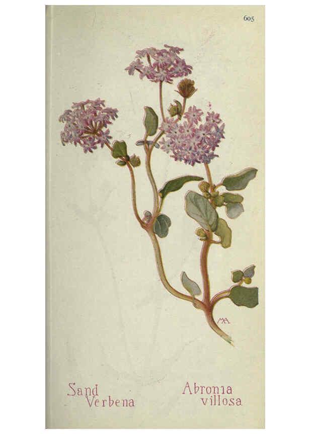 Reproducción/Reproduction 6260570036: Field book of western wild flowers London,C. [sic] P. Putnam's Sons,1915