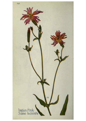 Reproducción/Reproduction 6260570304: Field book of western wild flowers London,C. [sic] P. Putnam's Sons,1915