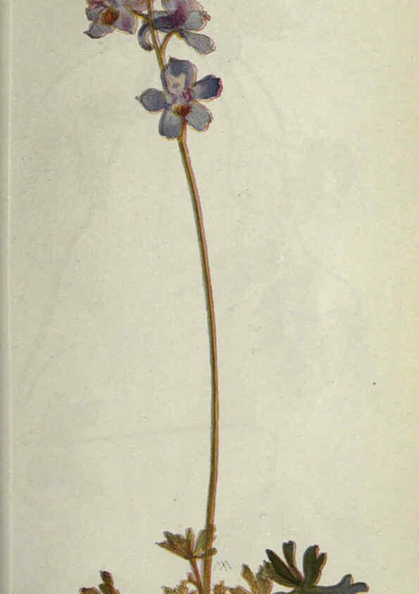 Reproducción/Reproduction 6260570574: Field book of western wild flowers London,C. [sic] P. Putnam's Sons,1915