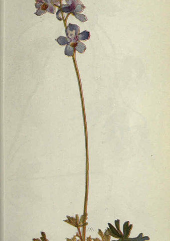 Reproducción/Reproduction 6260570574: Field book of western wild flowers London,C. [sic] P. Putnam's Sons,1915