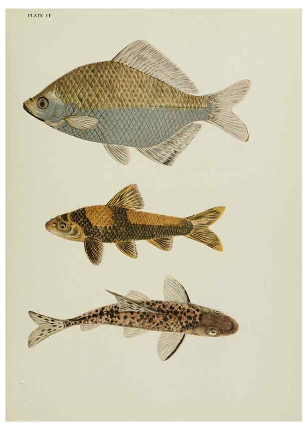 Reproducción/Reproduction 6260019409: The fresh-water fishes of China New York :American Museum of Natural History,1943