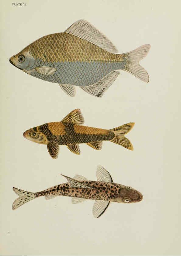 Reproducción/Reproduction 6260019409: The fresh-water fishes of China New York :American Museum of Natural History,1943