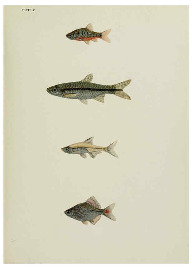 Reproducción/Reproduction 6260019257: The fresh-water fishes of China New York :American Museum of Natural History,1943